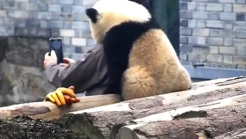 Соцсети умилила делающая селфи панда