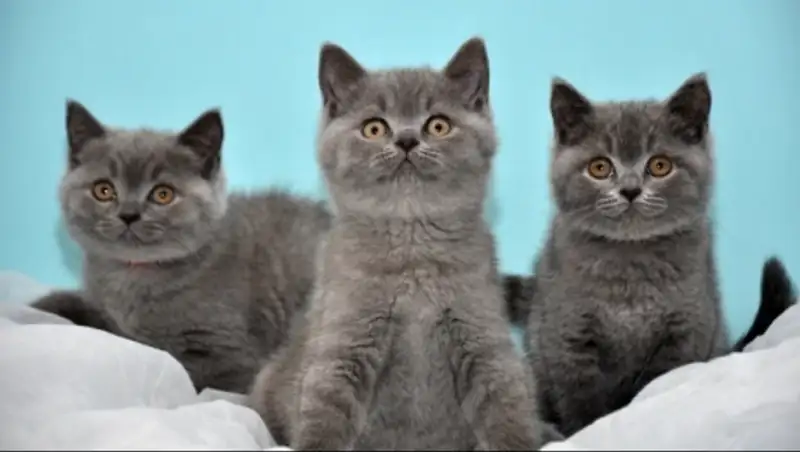 Жителя Новосибирска заставили уплатить налог под угрозой ареста котят