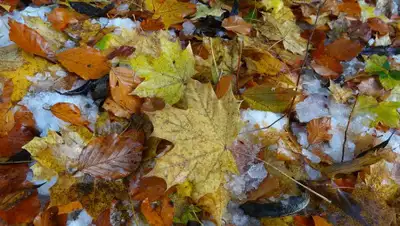 pixabay.com, фото - Новости Zakon.kz от 09.10.2019 16:35