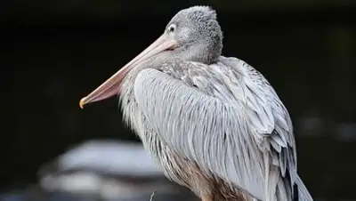 pixabay, фото - Новости Zakon.kz от 20.09.2021 23:55