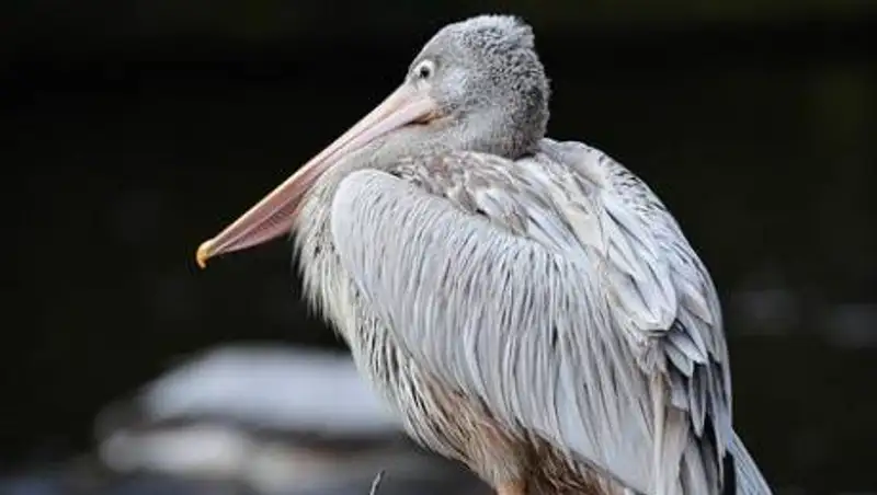 Краснокнижный пеликан пришел за помощью к балхашским рыбакам