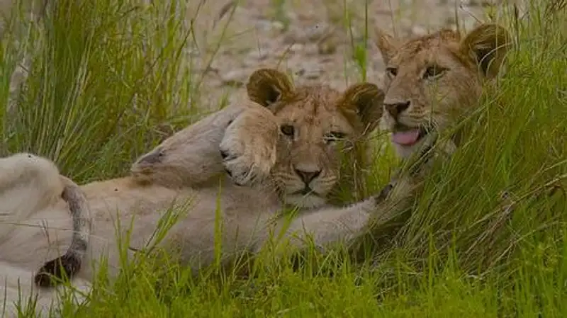 Как вызволенные из плена львята осваиваются в зоопарке Алматы