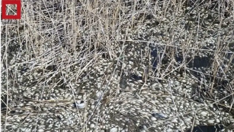 Замор рыбы запечатлели жители Атырауской области 