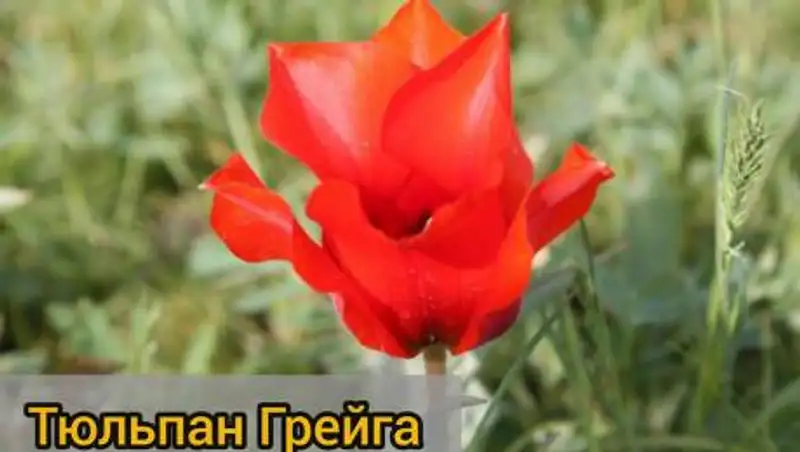 А вы знали? Какие тюльпаны в Казахстане нельзя срывать