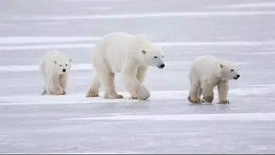 Zakon.kz, фото - Новости Zakon.kz от 14.01.2015 03:21