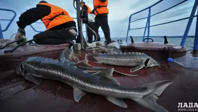 lada.kz, фото - Новости Zakon.kz от 26.05.2019 19:07