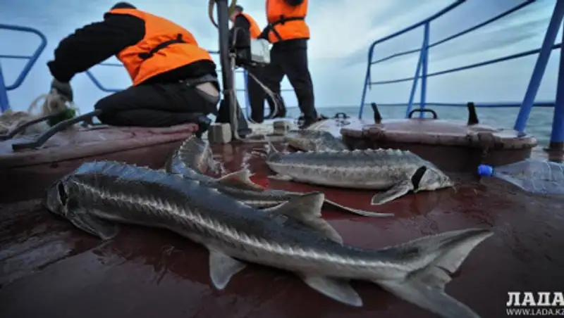 В Актау вынесли приговор браконьерам из Азербайджана