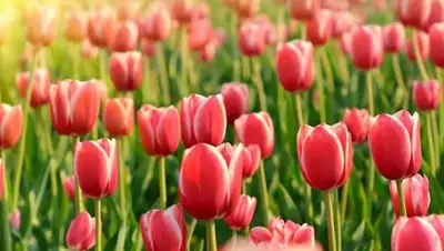 openbusiness, фото - Новости Zakon.kz от 21.03.2021 15:56