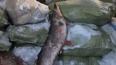 Zakon.kz, фото - Новости Zakon.kz от 14.03.2017 20:46