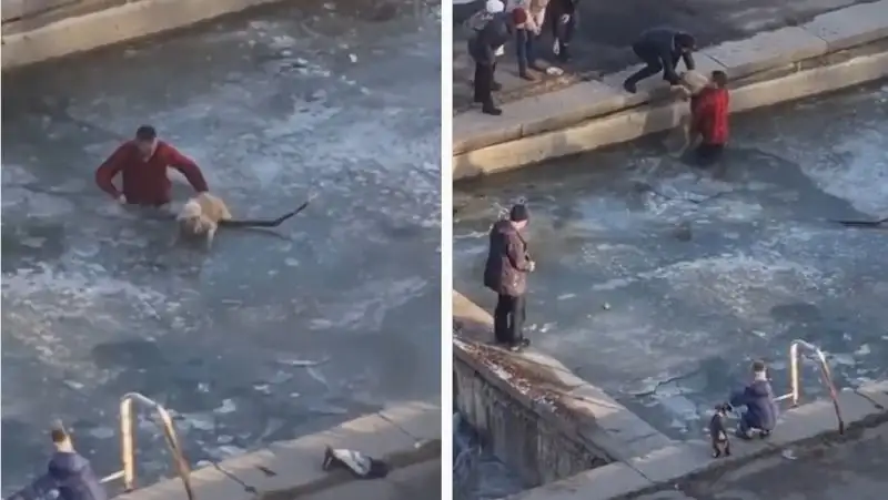 Алматинец спас застрявшую во льду собаку