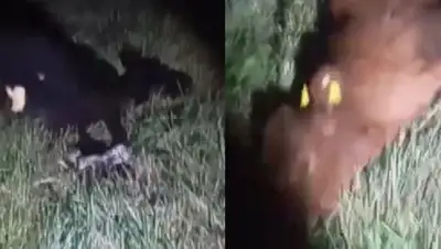 7 телят погибли под колесами самосвала в СКО, фото - Новости Zakon.kz от 08.09.2022 00:09