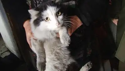 Zakon.kz, фото - Новости Zakon.kz от 28.10.2016 02:46