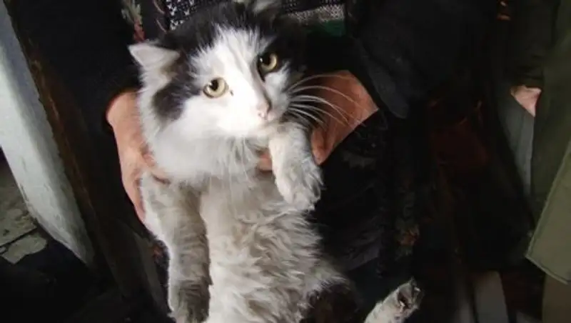 Кот поджег дом в Карагандинской области