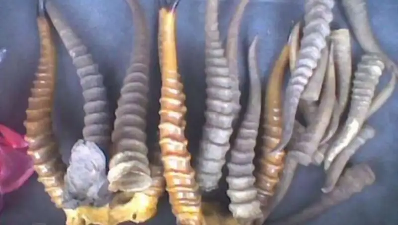 Волонтеры продолжают похищать рога павших сайгаков