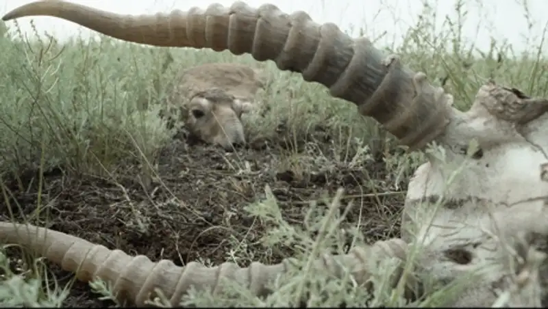 Житель Костанайской области осужден за присвоение рогов павших сайгаков