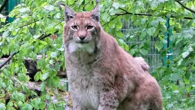 Deutsche Welle, фото - Новости Zakon.kz от 18.05.2020 10:04