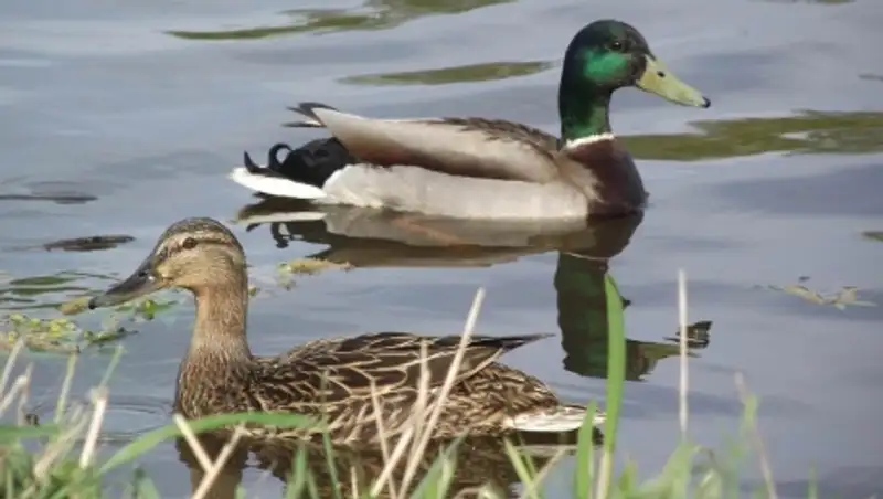 В РК утвержден перечень ценных видов животных - объектов охоты и рыболовства