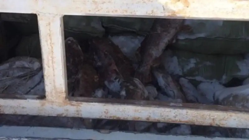 Браконьеров из ВКО поймали с 2,5 тоннами рыбы по пути в Павлодар 