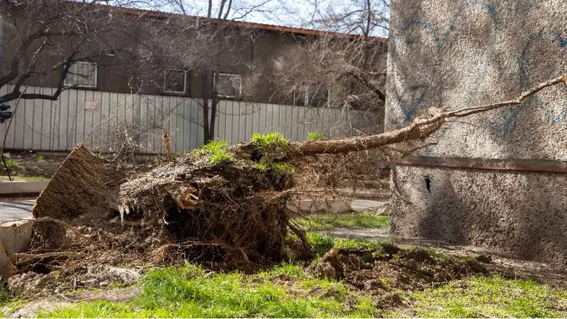 Упавшее дерево , фото - Новости Zakon.kz от 30.03.2022 18:54