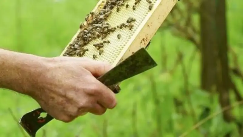 В Йоркшире украли 24 тысячи пчел