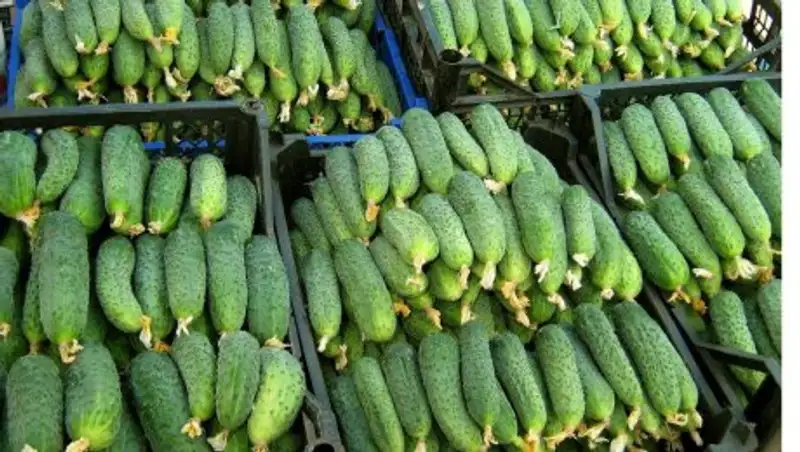 Тепличное хозяйство Жамбылской области за сезон собирает свыше 200 тонн урожая