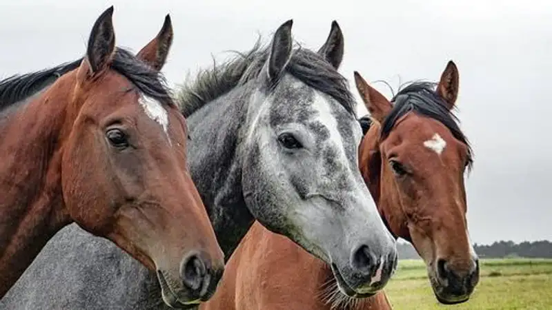В селе Карагандинской области из-за мора лошадей объявили карантин