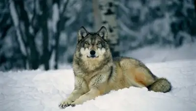 Zakon.kz, фото - Новости Zakon.kz от 22.01.2016 15:14