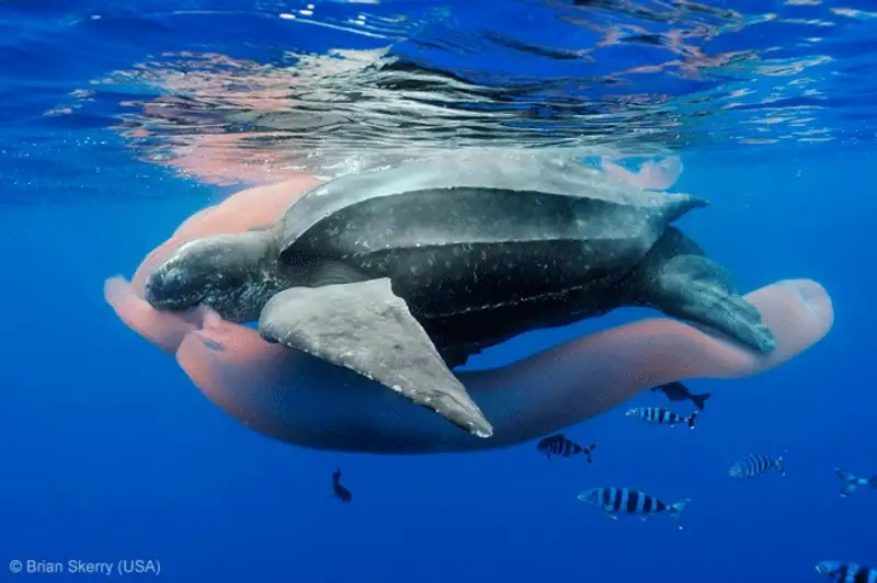 Победители фотоконкурса Wildlife Photographer 2013, фото - Новости Zakon.kz от 19.10.2013 18:59