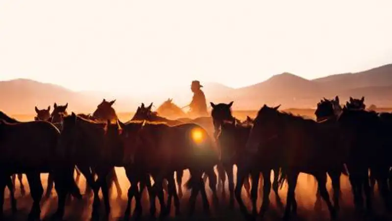 Девушка-пастух набирает популярность в Казнете