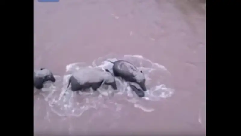 В Китае слоны пришли на помощь тонущему детенышу