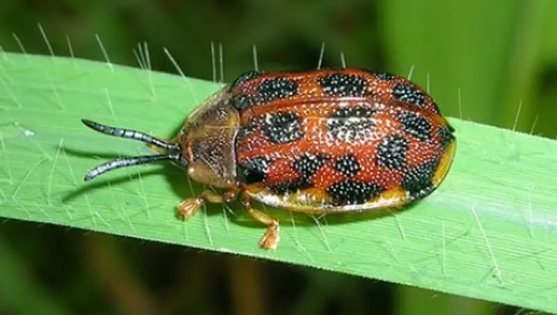 Половой орган жука проверили на прочность