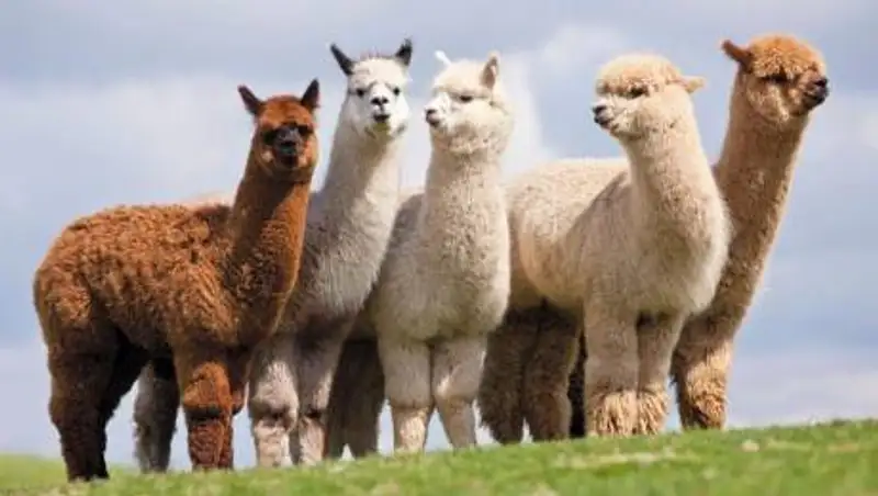 Ученые смогли получить эффективное вещество для борьбы с коронавирусом