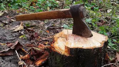 Незаконную вырубку деревьев установили прокуроры Актобе, фото - Новости Zakon.kz от 15.05.2023 06:00