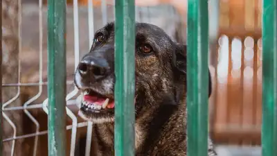 приют, вопросы, Досаев, фото - Новости Zakon.kz от 24.02.2023 12:23