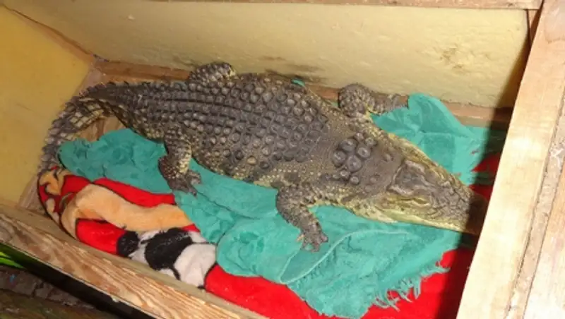 Россиянин пытался провести через границу крокодила и питона на корпоратив в Казахстан