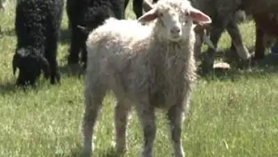 Zakon.kz, фото - Новости Zakon.kz от 23.05.2014 23:33