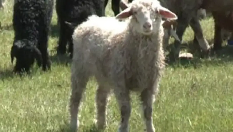 В Акмолинской области отмечена вспышка бруцеллеза 