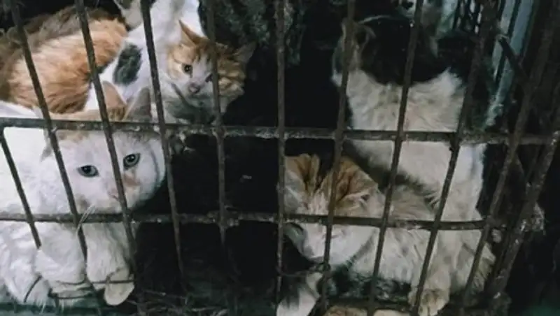 В Китае продолжают есть летучих мышей