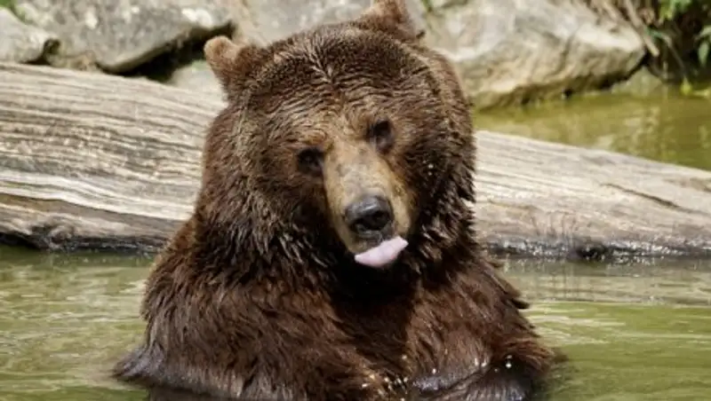 В России медведь похитил из избушки охотника два ружья