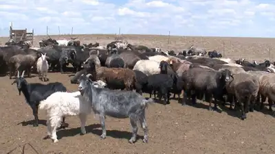 В Казахстане введут квоты на вывоз коров и овец