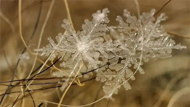 Снежинки. Фотограф Андрей Осокин Снежинки. Фотограф Андрей Осокин, фото - Новости Zakon.kz от 21.11.2013 00:00