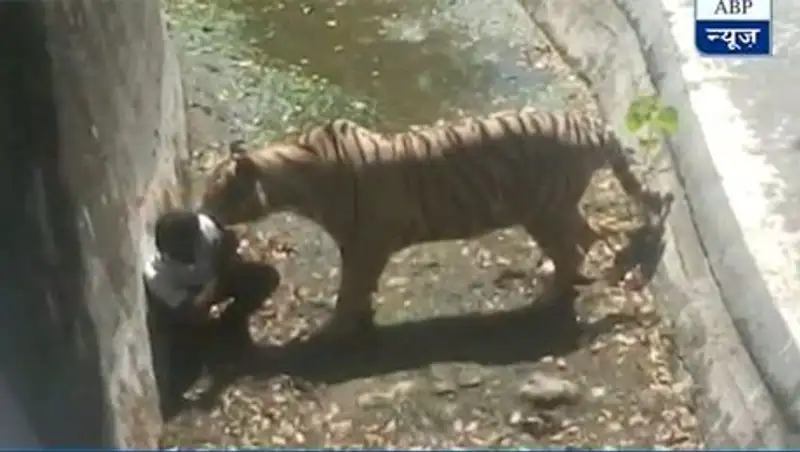 В индийском зоопарке белый тигр загрыз мальчика, который упал в вольер