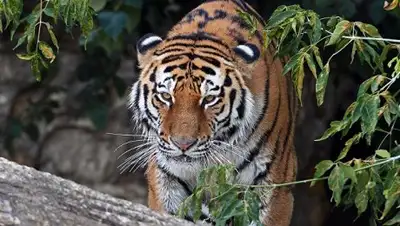 Zakon.kz, фото - Новости Zakon.kz от 22.03.2017 01:13