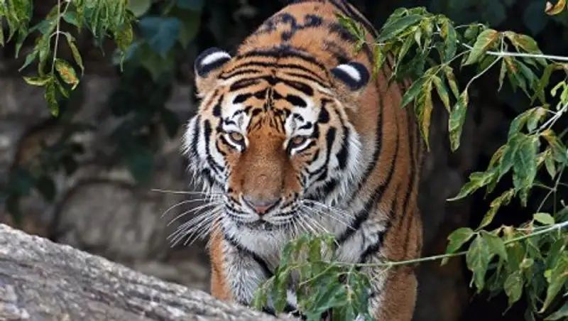 Вьетнамец хранил в холодильнике туши пяти тигров