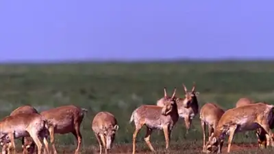 Zakon.kz, фото - Новости Zakon.kz от 05.02.2016 23:05