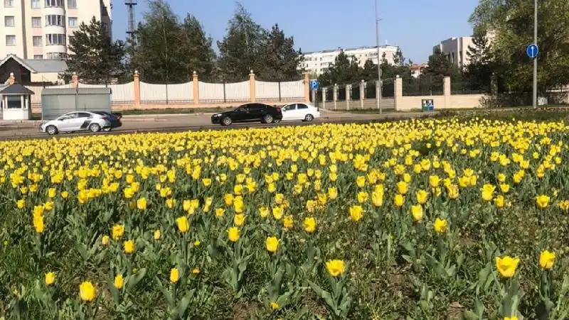 тюльпаны в Нур-Султане, фото - Новости Zakon.kz от 11.05.2022 14:53