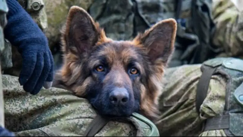 В России собака застрелила охотника