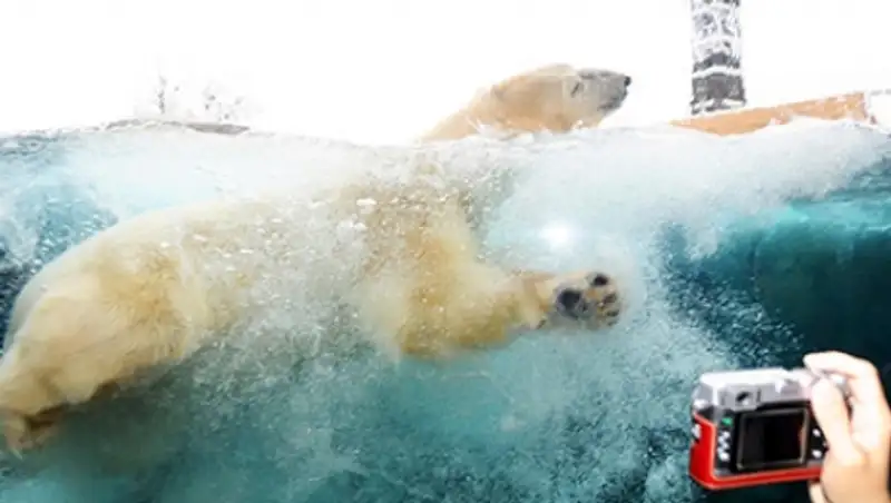 В датском зоопарке мужчина прыгнул в вольер к белому медведю