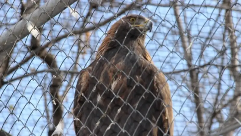 В Алматы выпустят в дикую природу краснокнижных беркутов, выращенных в питомнике 
