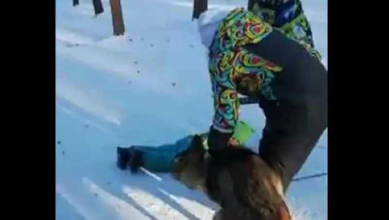 Волк напал на ребенка в челябинском парке